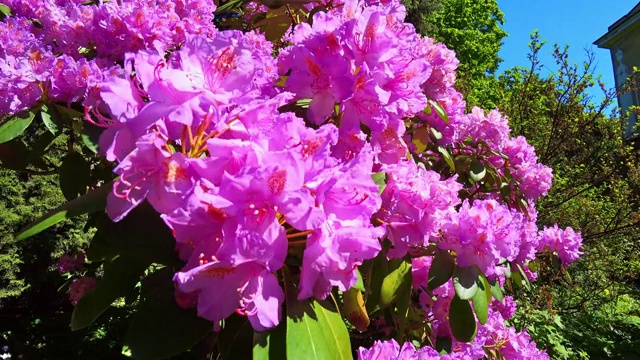 一个粉红色的杜鹃花花在花园里在夏天的特写。4 k的电影视频素材