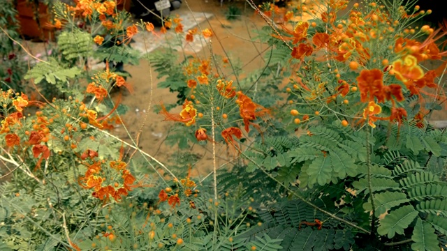 院子里美丽的凤凰树，红色的花朵，长长的触须视频素材