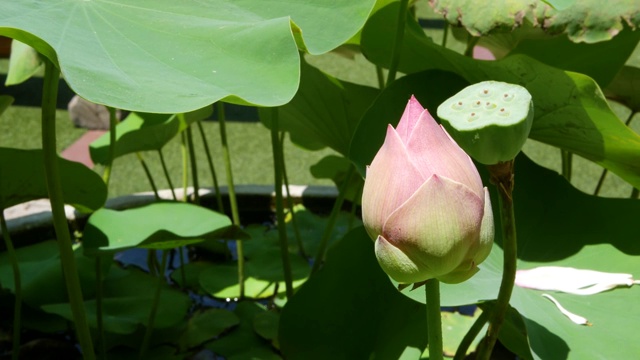 池塘里粉红色的荷花和绿色的叶子。美丽的部分白色莲花作为佛教的象征漂浮在池塘的水在阳光灿烂的日子。佛教的宗教。花的背景。视频素材