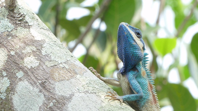 近距离观察野生蜥蜴龙(蓝冠蜥蜴)在热带雨林的树上。视频素材