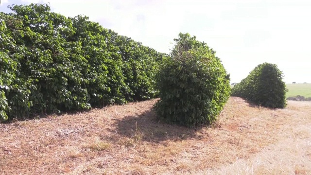 巴西咖啡种植园,视频素材