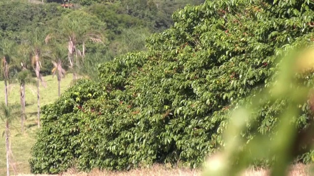 巴西咖啡种植园,视频素材