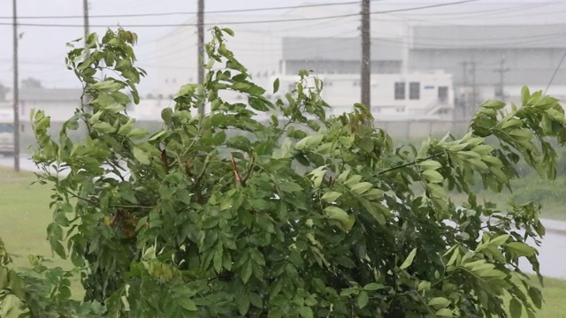 大雨倾盆，树木在强风中摇摆。视频素材