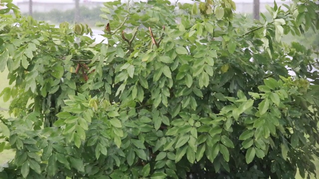 大雨倾盆，树木在强风中摇摆。视频素材