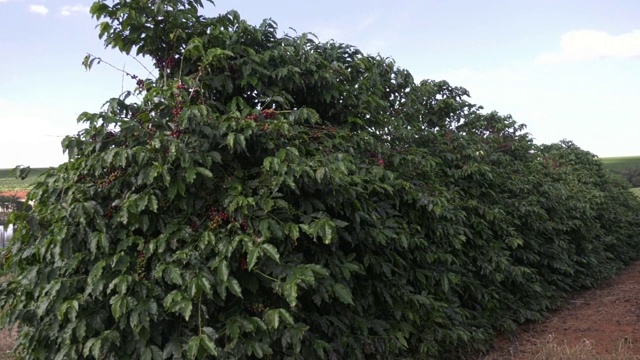 巴西咖啡种植园,视频素材