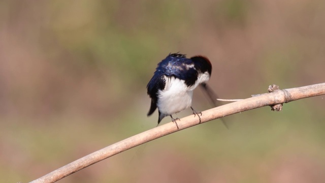 美丽的金属丝尾燕子(Hirundo smithii)。在泰国北部的真实自然中发现视频素材