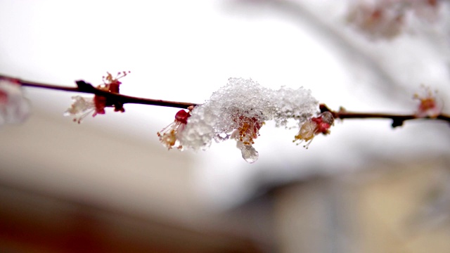 雪花在盛开的花园里。缓慢的运动。在模糊背景上使用自由空间，选择聚焦技术。果树开花，春天下雪。杏白花合拢，雪花飘飘视频素材