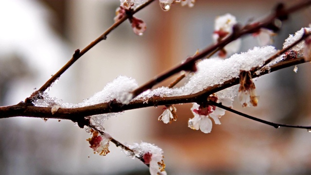 果树枝头绽放着春雪。电影替身拍摄视频素材