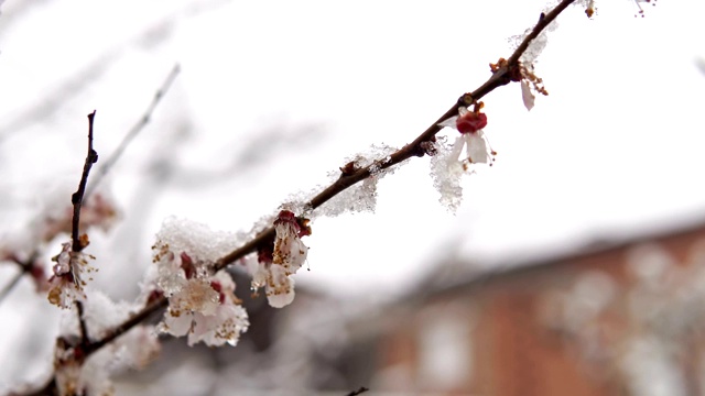 花开枝覆花，花蕾覆雪，气候变化天气为自然灾害视频素材