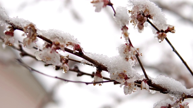 春天樱花树上的雪，气候天气的变化，电影的拍摄视频素材