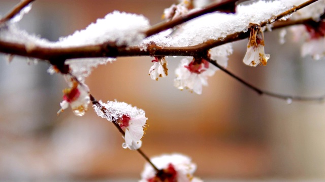 近距离拍摄的树花和雪在春天。天气异常视频素材