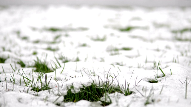 慢慢地拍摄春雪覆盖在一片绿草上的微距特写视频素材