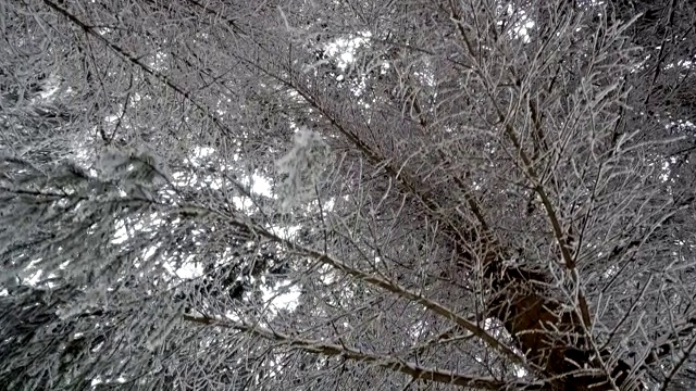 冬季西伯利亚茂密的森林下动着树枝下的雪视频素材