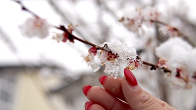 女人用手清扫春天的雪樱花枝视频素材