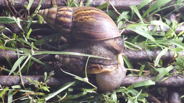 巨型非洲蜗牛交配视频素材