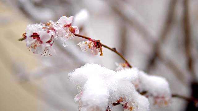 春天的树木开花，树枝和鲜花覆盖了突然的四月雪气旋视频素材