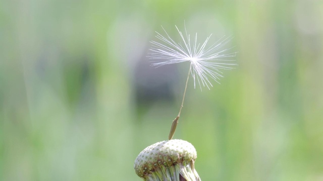 蒲公英的最后一粒种子视频素材