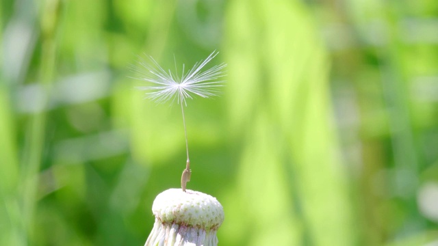 蒲公英的最后一粒种子视频素材