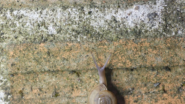 蜗牛爬墙视频素材