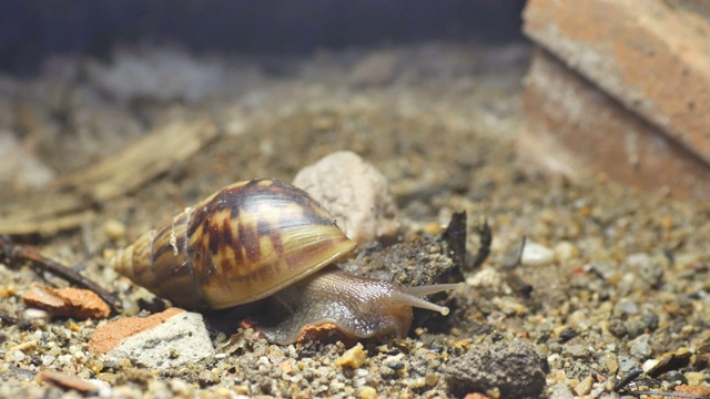 巨型非洲蜗牛在动视频素材