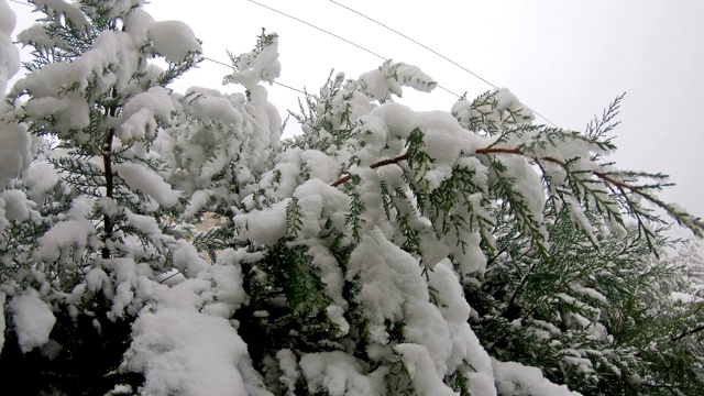 雪花落在冷杉树枝上视频素材