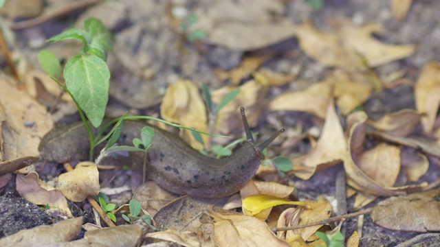叶子上裸露的蛞蝓小视频素材