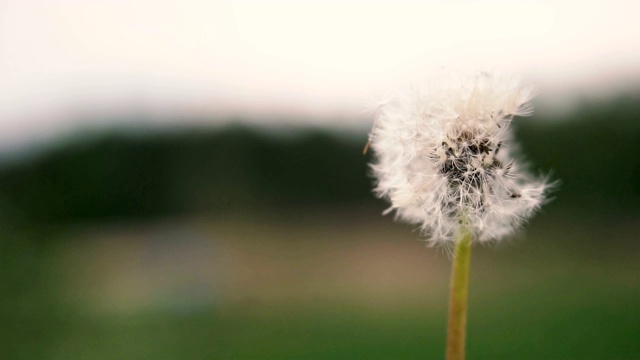 蒲公英。蒲公英在风中膨胀视频素材