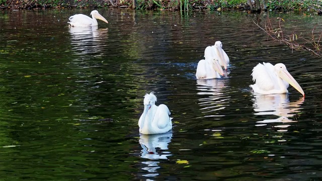 达尔马提亚鹈鹕漂浮在水上(pelelecanus crispus)视频素材