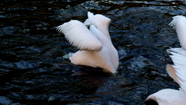 达尔马提亚鹈鹕漂浮在水上(pelelecanus crispus)视频素材