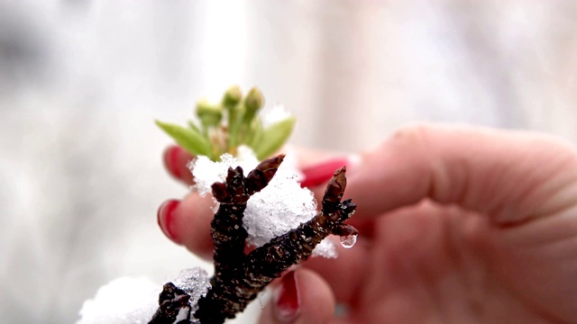 电影镜头的女人的手与红色的指甲清洁雪从春天的樱花和树枝视频素材