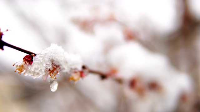 开花的杏树和春雪覆盖在树枝上，用电影的景深拍摄视频素材