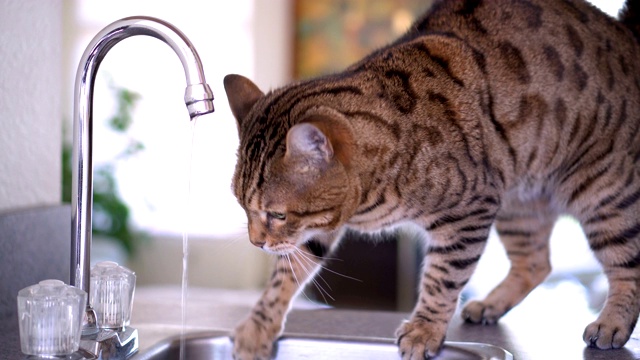 孟加拉猫喝自来水视频素材