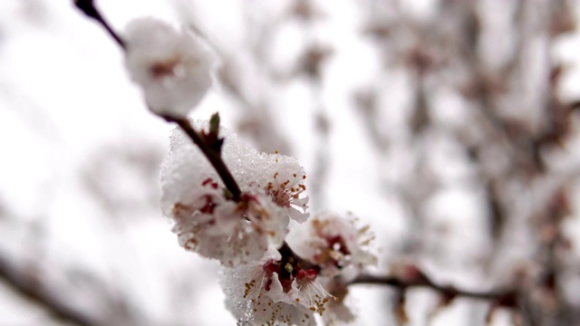 一种罕见的现象。在春天雪。白雪覆盖着的开花苹果树的树枝。雪的花。气候变化视频素材