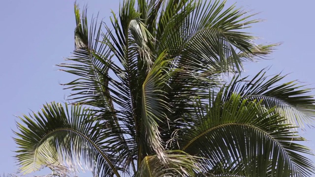 夏日沙滩上，椰子树随风摇曳视频素材