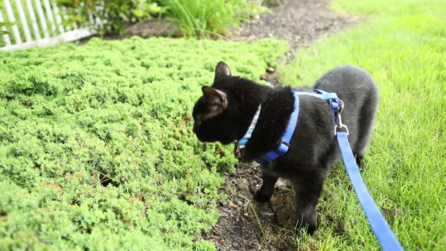 拴着皮带的猫在户外享受视频素材