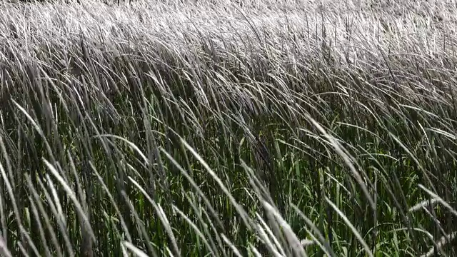 白色的野狐尾草开花，迎风摇曳视频下载