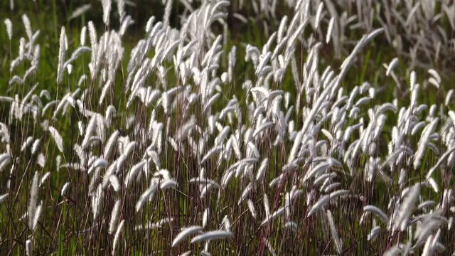 白色的野狐尾草开花，迎风摇曳视频下载