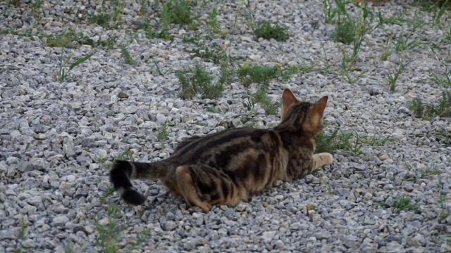 一只家猫试图狩猎，在花园里的猫狩猎攻击位置，视频素材