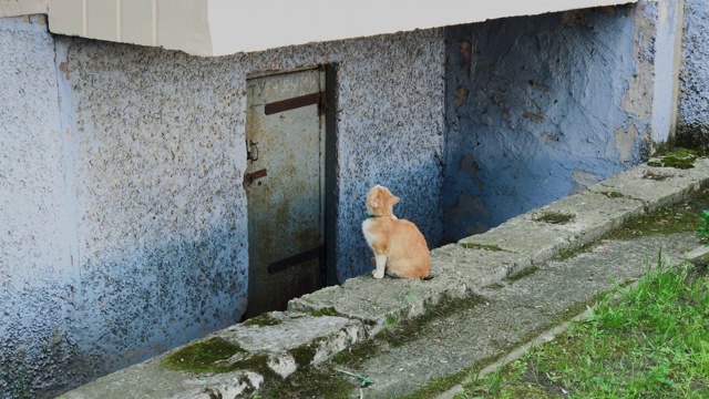 红猫坐在水泥房子附近视频素材