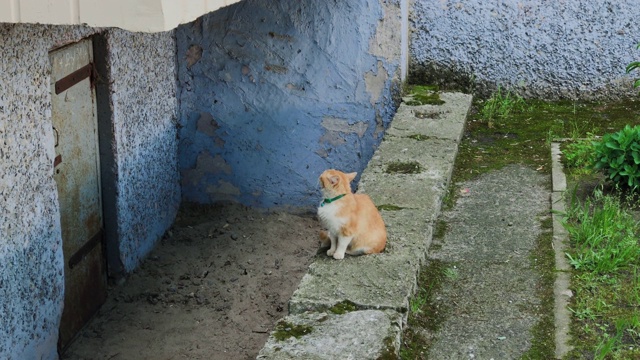 红猫坐在水泥房子附近视频素材