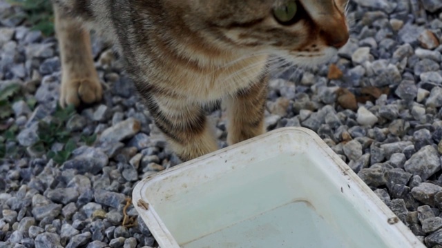 一只流浪猫正在喝水，视频素材