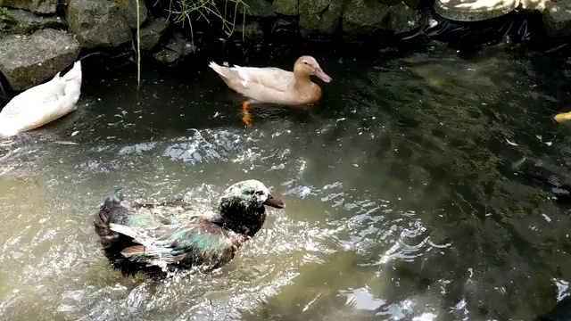 黑卡尤加鸭在池塘洗澡和溅水。视频下载