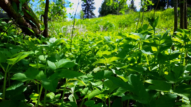 绿色森林地面植物的观点。近距离林地冠层下郁郁葱葱的绿色植物视频素材