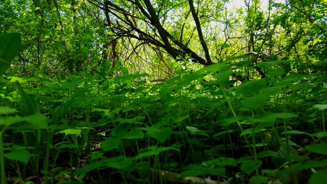 绿色森林地面植物的观点。近距离林地冠层下郁郁葱葱的绿色植物视频素材