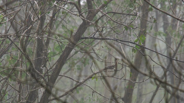 泰国森林里的阵雨画面视频素材