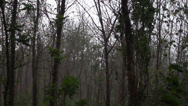 雨落在森林里视频素材