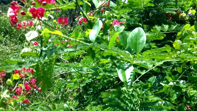 乡村农地上的甜Caesalpinia Pulcherrima野花植物视频素材