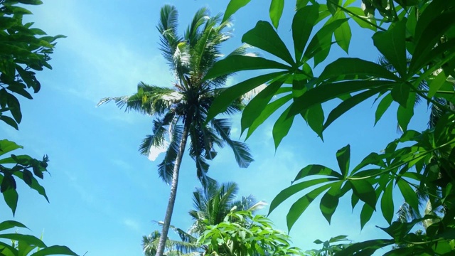 新鲜的植物田与摇曳的椰子树景观在其他植物叶在村庄视频素材