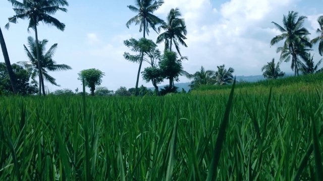 美丽清新的风景，植物和叶片在稻田的农业土地视频素材