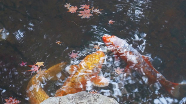 日本锦鲤池中的锦鲤视频素材